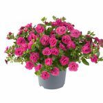 Калибрахоа Can-Can Rosies Rose от Завода ФЛОРА