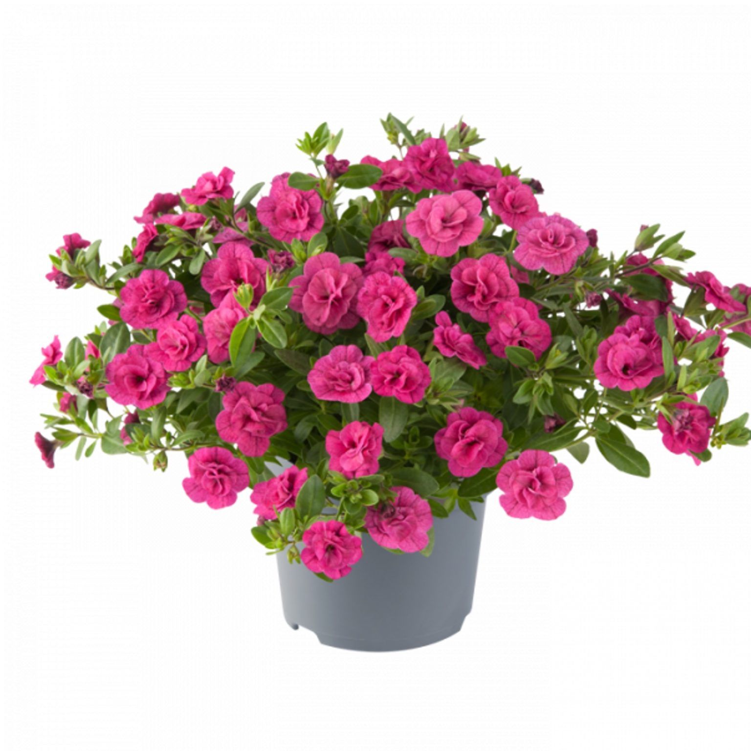 Калибрахоа Can-Can Rosies Rose от Завода ФЛОРА