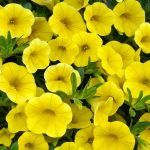 Калибрахоа Calibasket Yellow от Завода ФЛОРА