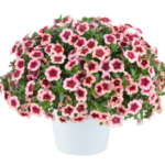 Калибрахоа Eyeconic Strawberrу от Завода ФЛОРА