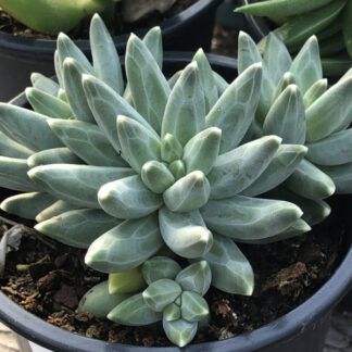 Суккулент Pachyphytum Compactum (Пахифитум Компактум) 0,1л.