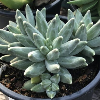 Суккулент Pachyphytum Compactum (Пахифитум Компактум) 0,1л.