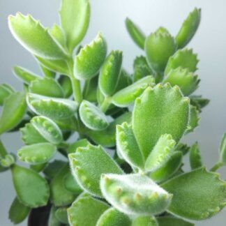 Суккулент Cotyledon Тomentosa (Котиледон Томентоза) 0,1л.
