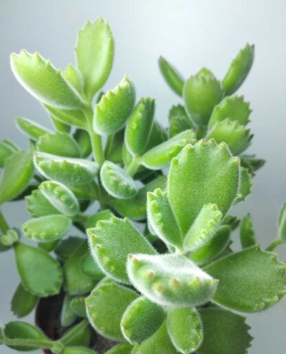 Суккулент Cotyledon Тomentosa (Котиледон Томентоза) 0,1л.