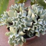 Суккулент Echeveria Topsy Turvy  0,1л - фото 1 от Завода ФЛОРА