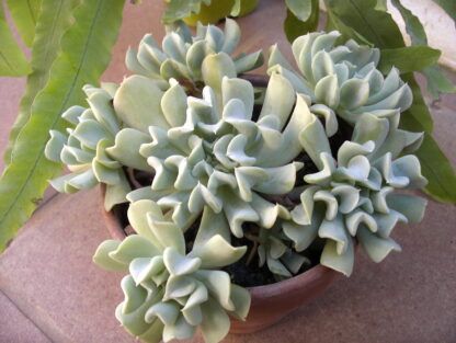 Суккулент Echeveria Topsy Turvy (Эхеверия Топси Турви) 0,1л — изображение 2