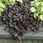 Аюга/Живучка ползучая - фото 2 от Завода ФЛОРА