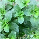 Мята Лимонная от Завода ФЛОРА