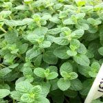 Мята Яблочная Pomo Petite от Завода ФЛОРА