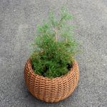 Туя Западная Вересковидная Ericoides - фото 3 от Завода ФЛОРА