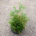 Туя Западная Вересковидная Ericoides - фото 4 от Завода ФЛОРА