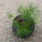 Сосна Горная Mughus - фото 2 от Завода ФЛОРА