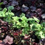 Гейхера Гибридная - фото 1 от Завода ФЛОРА