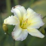 Лилейник Arctic Snow - фото 3 от Завода ФЛОРА