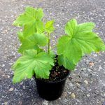 Смородина черная Пигмей - фото 2 от Завода ФЛОРА