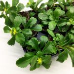 Седум Камчатский - фото 3 от Завода ФЛОРА