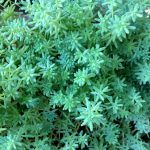 Седум Белый Мелкоцветковый от Завода ФЛОРА