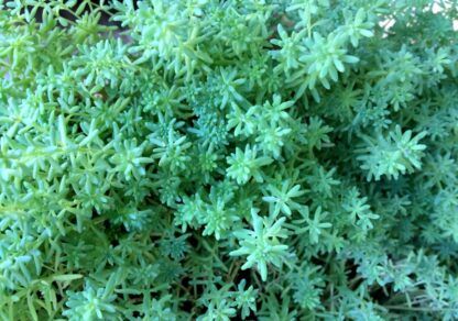 Седум Белый Мелкоцветковый от Завода ФЛОРА