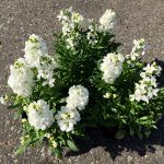 Маттиола Белая - фото 1 от Завода ФЛОРА