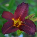 Лилейник Темно-вишневый - фото 2 от Завода ФЛОРА