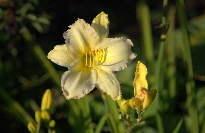 Лилейник Russian Size — укоренённые черенки в наличии