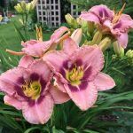 Л18 Лилейник Сиренево-дымчатый Гофрированный - фото 1 от Завода ФЛОРА