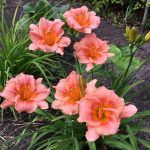 Лилейник Siloam Little Girl - фото 1 от Завода ФЛОРА