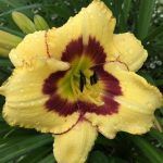 Лилейник Calico Jack от Завода ФЛОРА