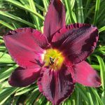 Лилейник Темно-вишневый от Завода ФЛОРА