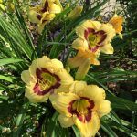 Лилейник Calico Jack - фото 1 от Завода ФЛОРА