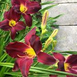 Лилейник Темно-вишневый - фото 1 от Завода ФЛОРА