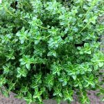 Тимьян Goldy от Завода ФЛОРА