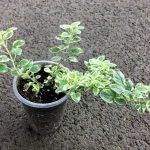 Орегано Panta Вариегатная - фото 2 от Завода ФЛОРА