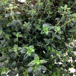 Тимьян Limone - фото 2 от Завода ФЛОРА