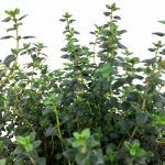 Тимьян Limone от Завода ФЛОРА