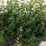 Тимьян Фаустини от Завода ФЛОРА