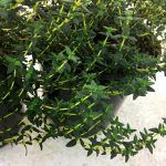 Тимьян Фаустини - фото 2 от Завода ФЛОРА