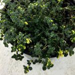 Тимьян Замбези Вариегатный - фото 1 от Завода ФЛОРА