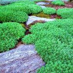 Седум Белый Мелкоцветковый - фото 1 от Завода ФЛОРА