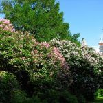 Сирень Венгерская - фото 3 от Завода ФЛОРА