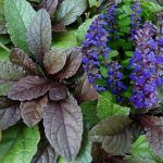 Аюга/Живучка ползучая - фото 3 от Завода ФЛОРА