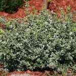 Бересклет Вьющийся Emerald Gaiety - фото 1 от Завода ФЛОРА