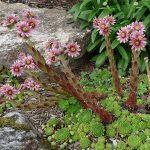 Семпервивум  0,4л - фото 3 от Завода ФЛОРА