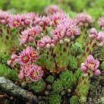 Семпервивум  0,4л - фото 2 от Завода ФЛОРА