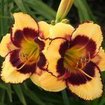 Лилейник Calico Jack - фото 2 от Завода ФЛОРА