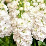 Маттиола Белая от Завода ФЛОРА