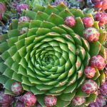 Семпервивум  0,4л от Завода ФЛОРА