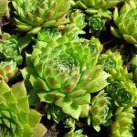 Семпервивум  0,4л - фото 1 от Завода ФЛОРА