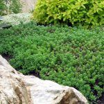 Седум Белый Мелкоцветковый - фото 2 от Завода ФЛОРА