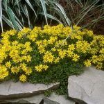 Седум Камчатский - фото 1 от Завода ФЛОРА